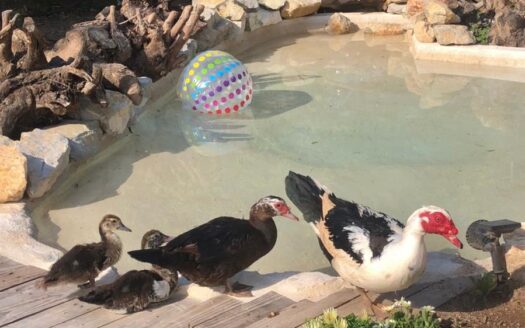 COUNTRY HOUSE IN POLOP